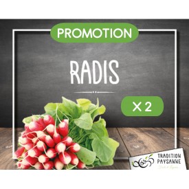 Radis (2 bottes)